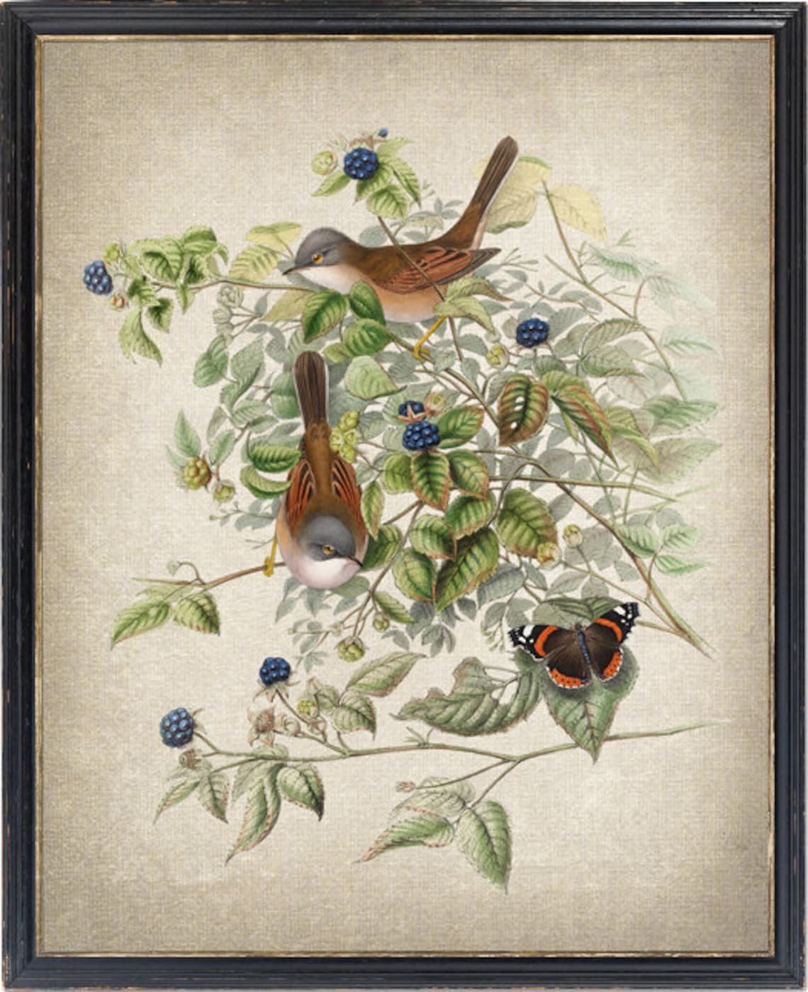 Vintage Common Whitethroat Bird And Botanical Art Print