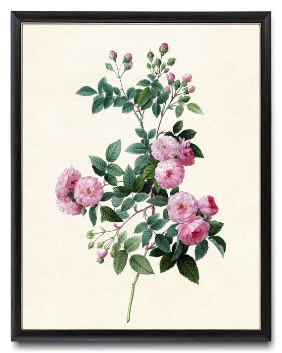 Pink Roses Antique Flower Illustration Art Print