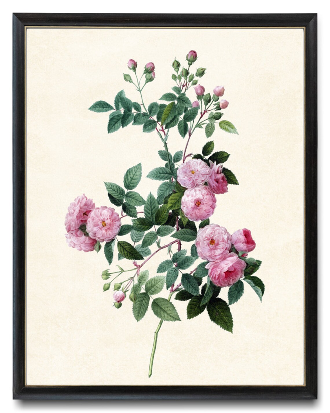 Pink Roses Antique Flower Illustration Art Print
