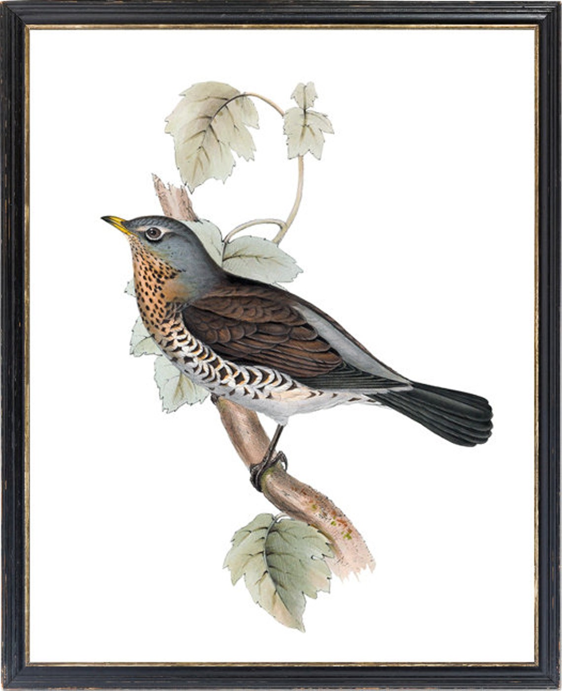 Vintage Fieldfare Thrush Illustration Antique Bird Naturalist Poster - Image 3
