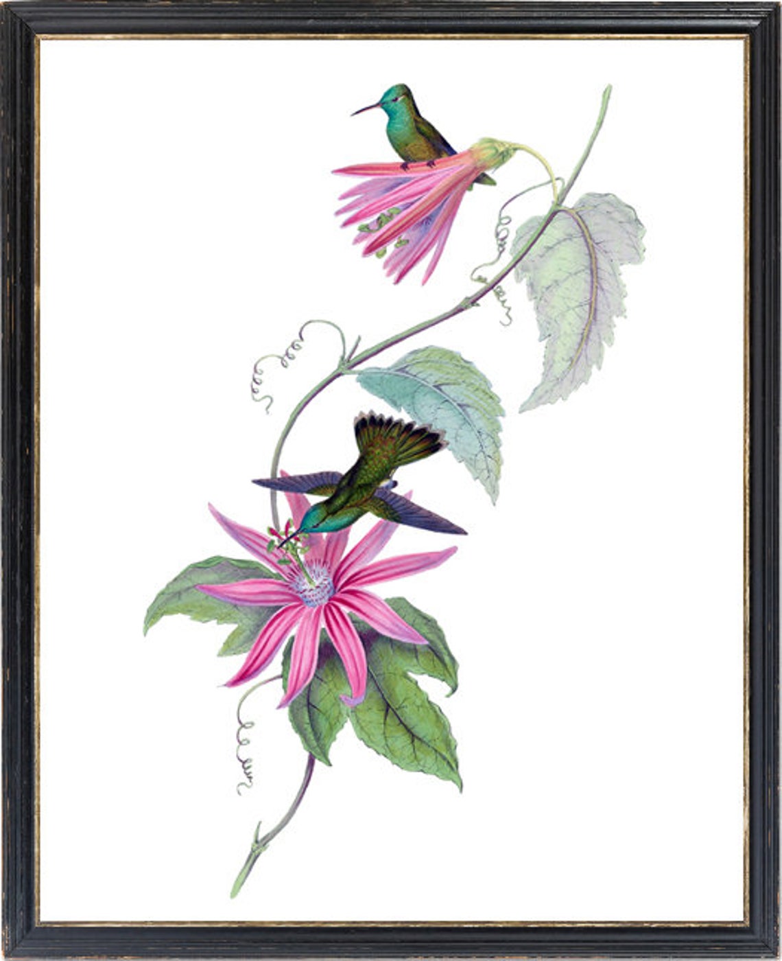 Hummingbird Pair on Pink Passionflower Vintage Illustration Print - Image 3