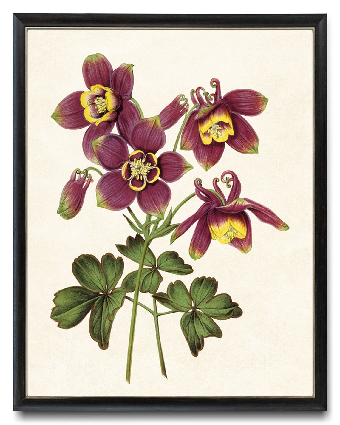 Purple Columbine Flowers Antique Botanical Illustration Poster