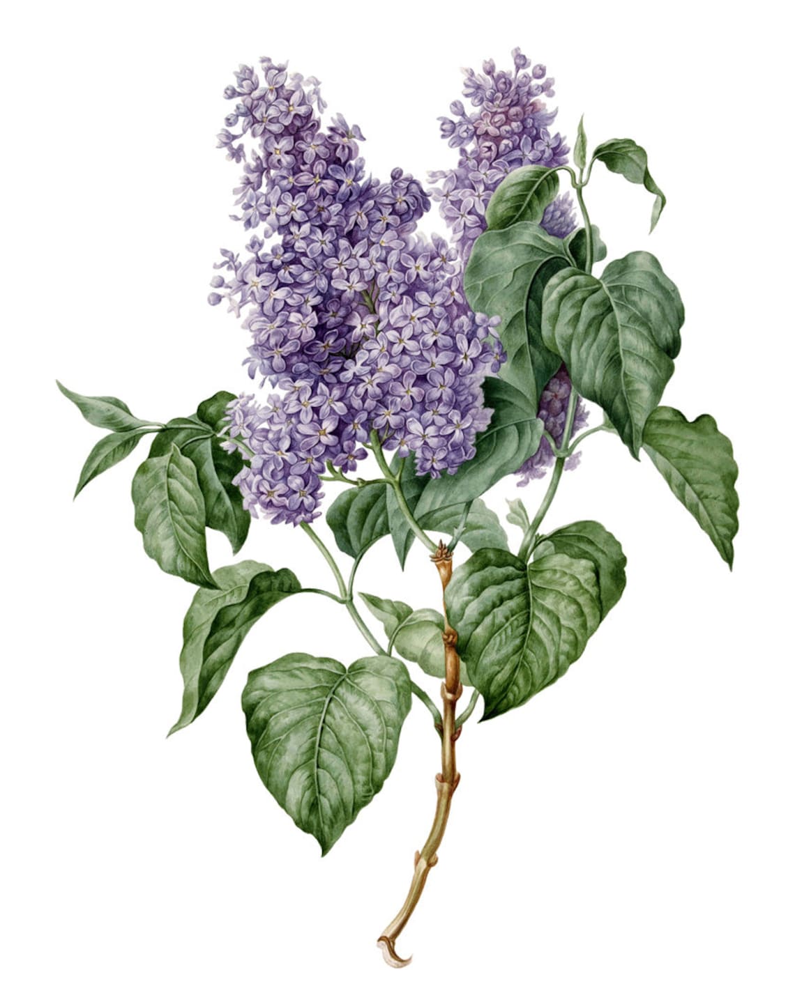 Vintage Lilac Branch Botanical Flower Art Print - Image 2