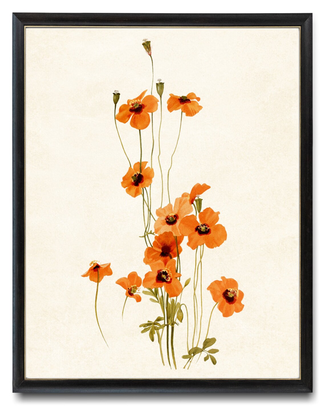 Orange Poppy Flowers, Vintage Botanical Art Print