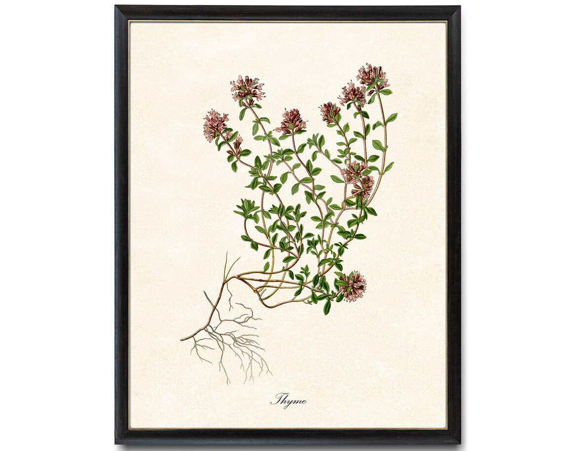 Thyme Flowering Herb Vintage Botanical Art Print