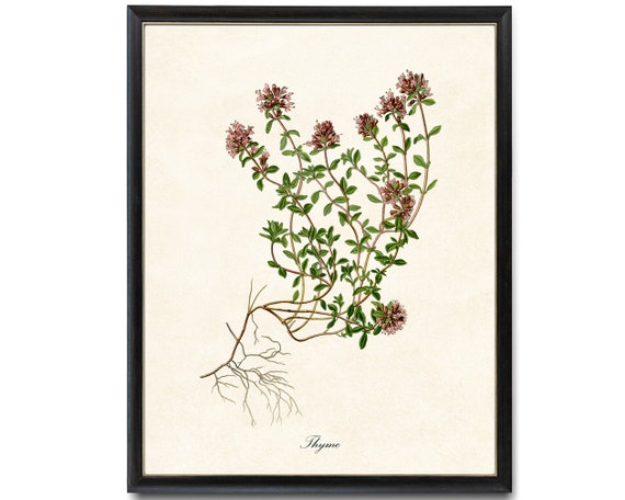 Thyme Flowering Herb Vintage Botanical Art Print