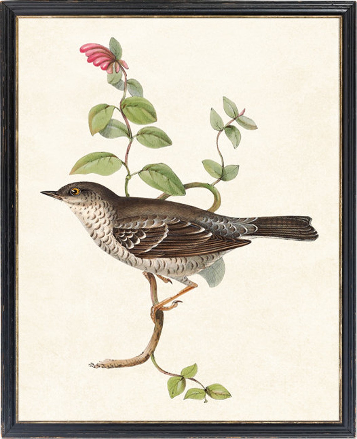 Barred Warbler Perched Vintage Bird Botanical Illustration Poster - Image 2