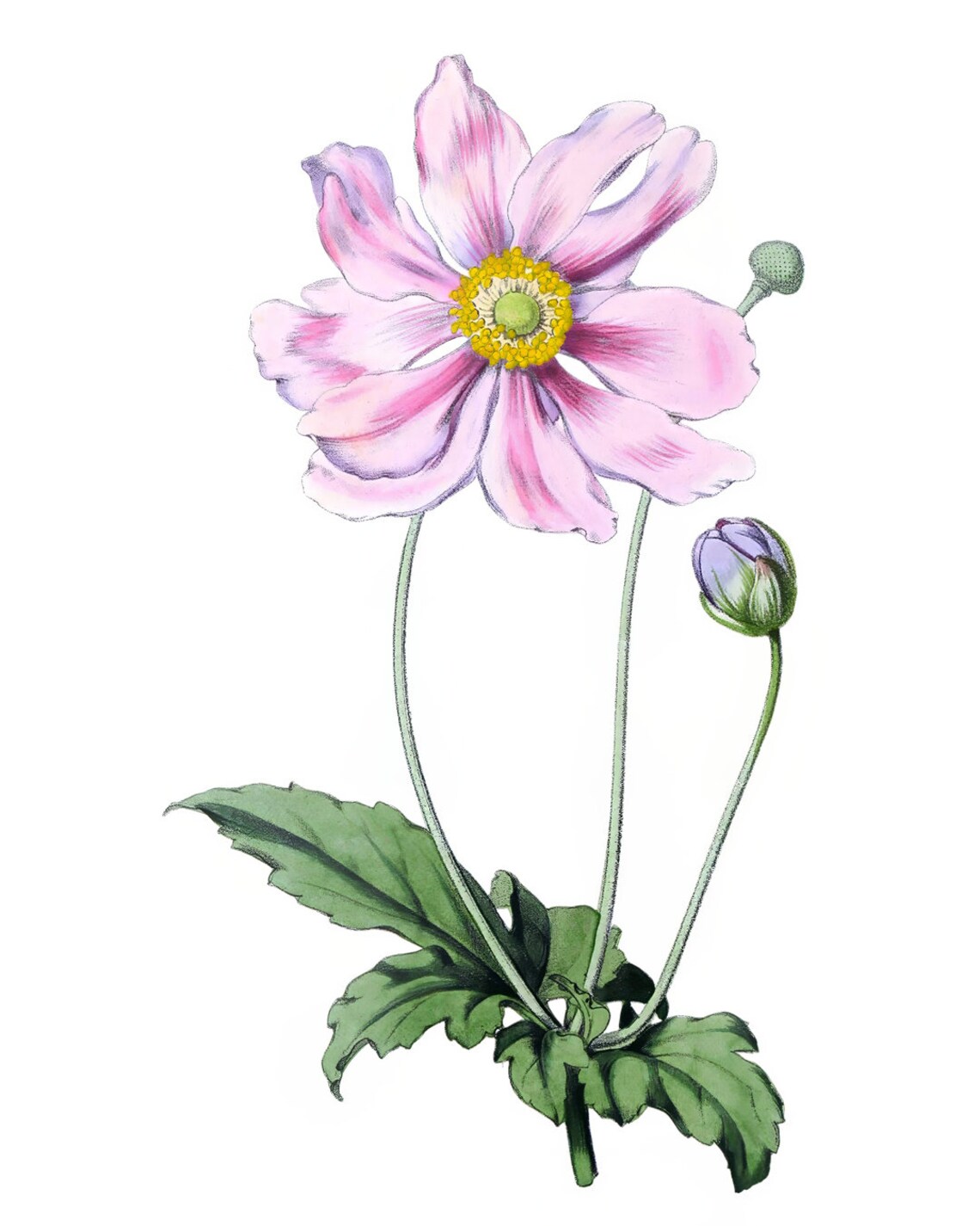 Pink Japanese Anemone Vintage Botanical Illustration Flower Poster - Image 2