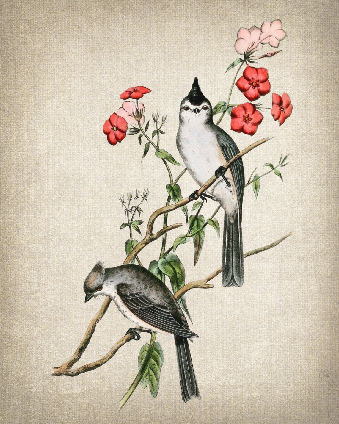 Crested Chickadee Vintage Illustration Art Print - Image 2