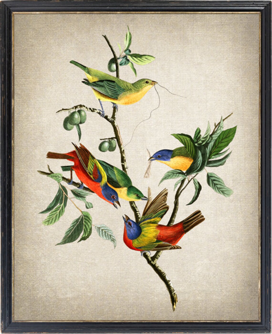 Finch Birds Vintage Illustration Art Print