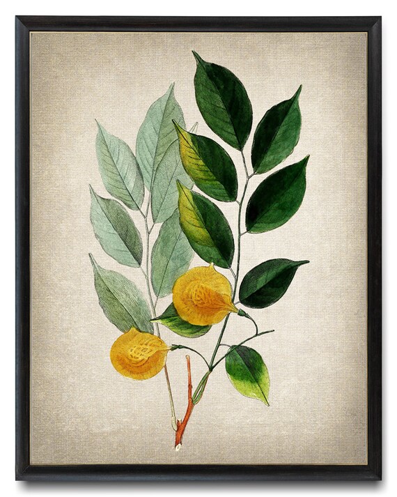 Botanical Art Print Dragon Tree Vintage Illustration Botanical Wall Art Instant