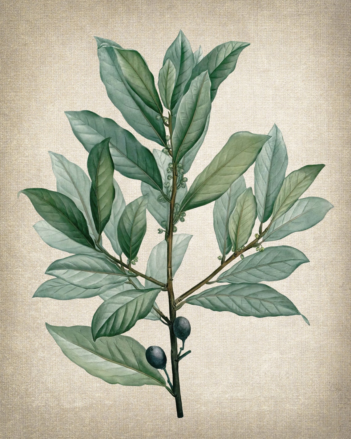 Vintage Bay Laurel Branch Berries Botanical Illustration Poster - Image 2
