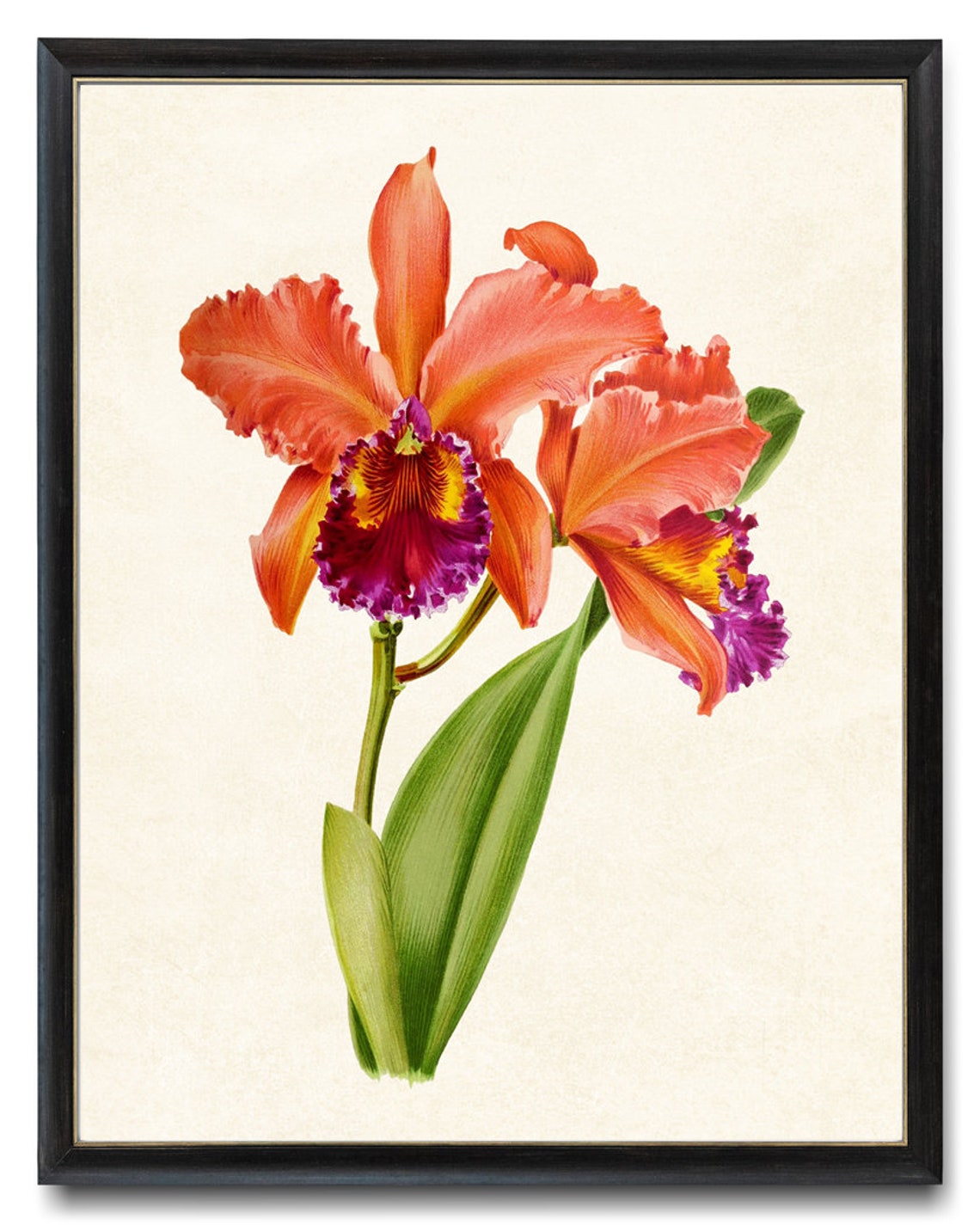 Orange Cattleya Orchid Blooms Classic Vintage Botanical Poster