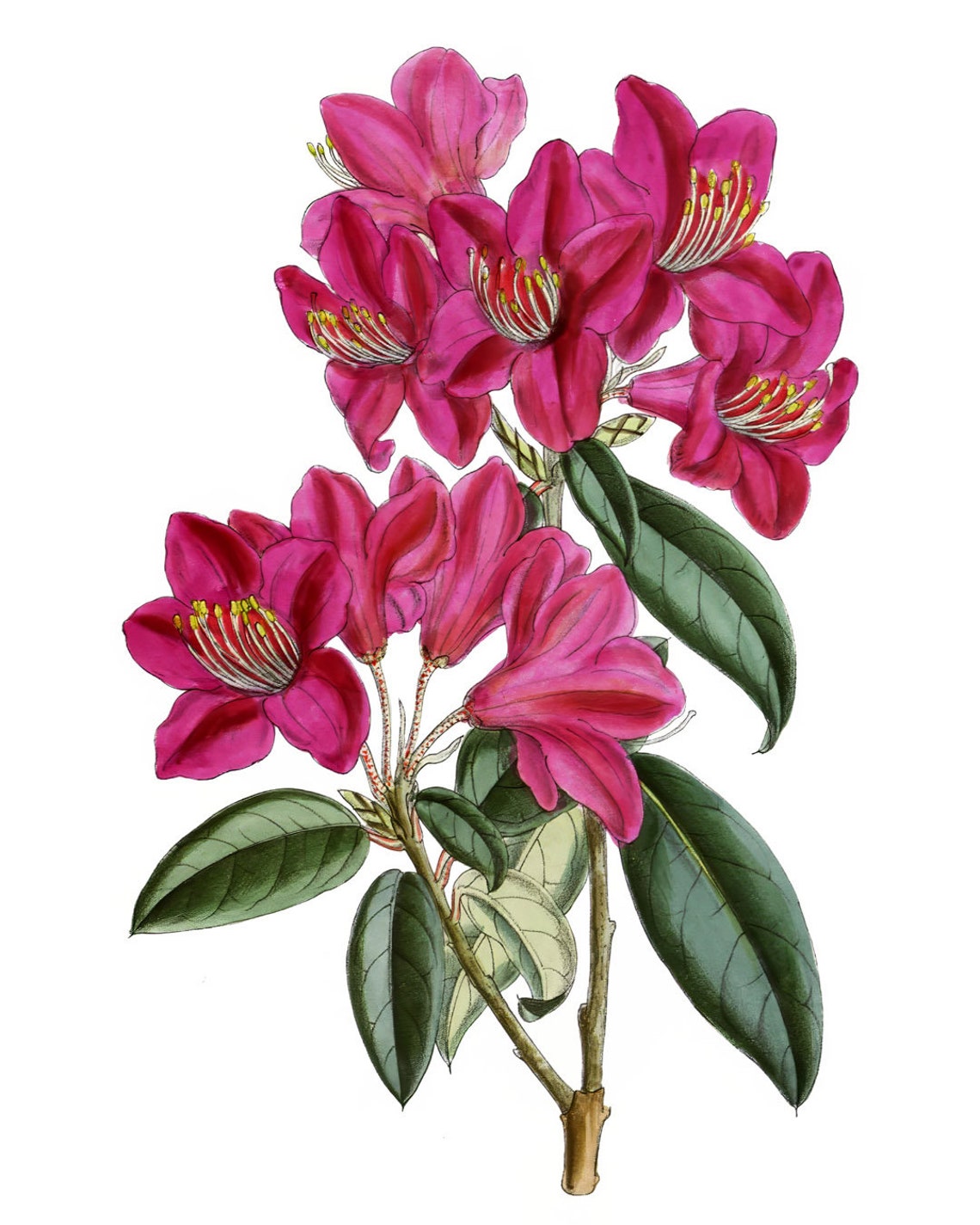 Pink Rhododendron Vintage Botanical Spring Flower Art Poster - Image 2