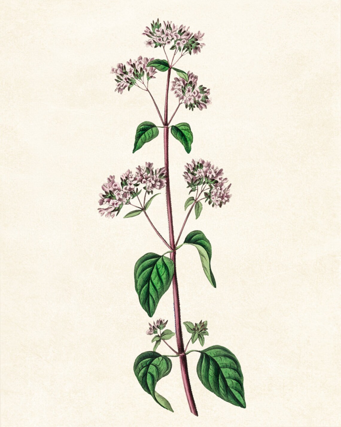Flowering Oregano Plant Vintage Botanical Art Print - Image 2