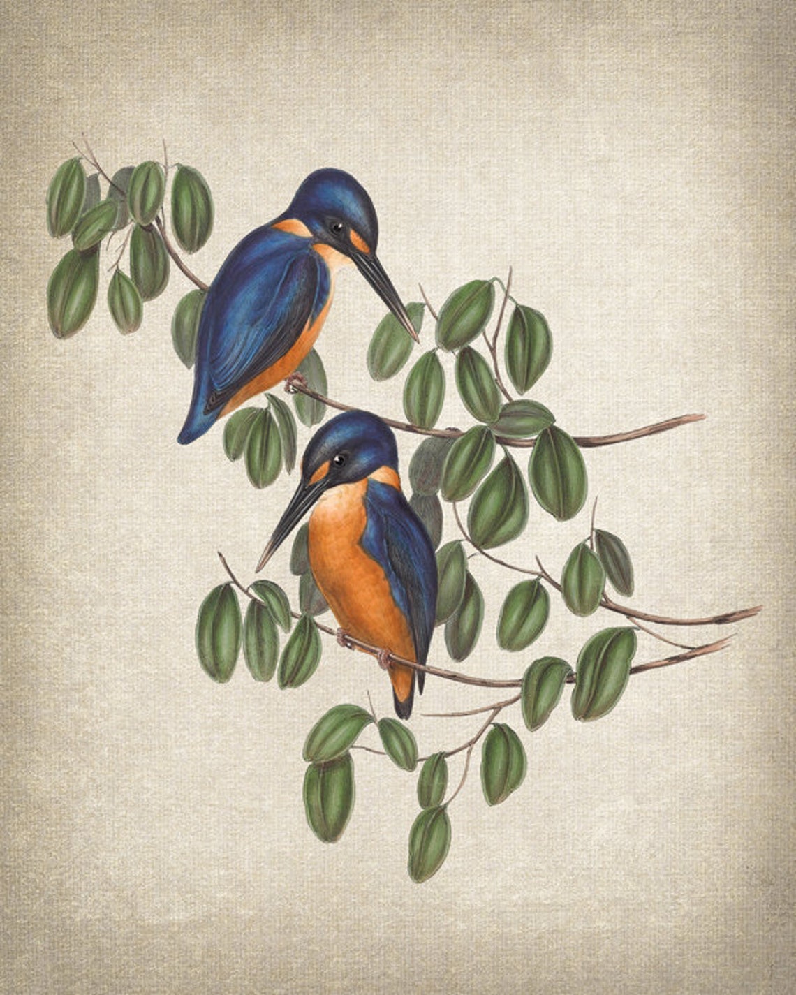 Vintage Azure Kingfisher Pair Antique Bird Illustration Poster - Image 2