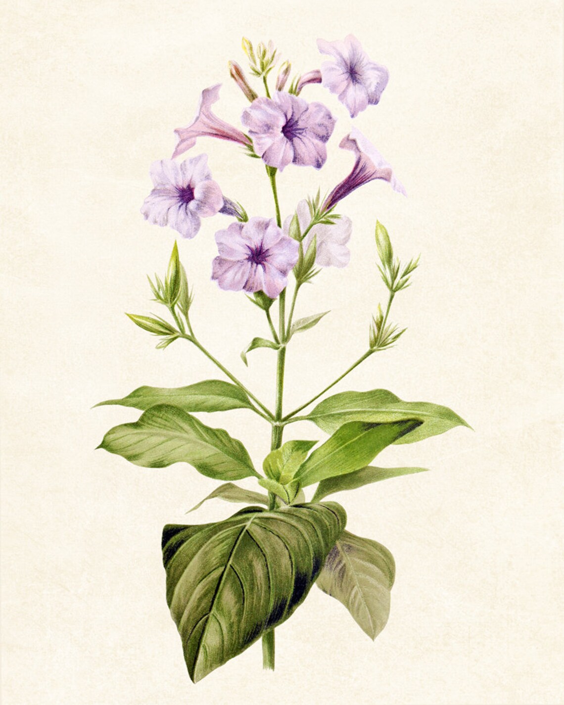Purple Wild Petunia Trumpet Flowers Vintage Botanical Poster - Image 3