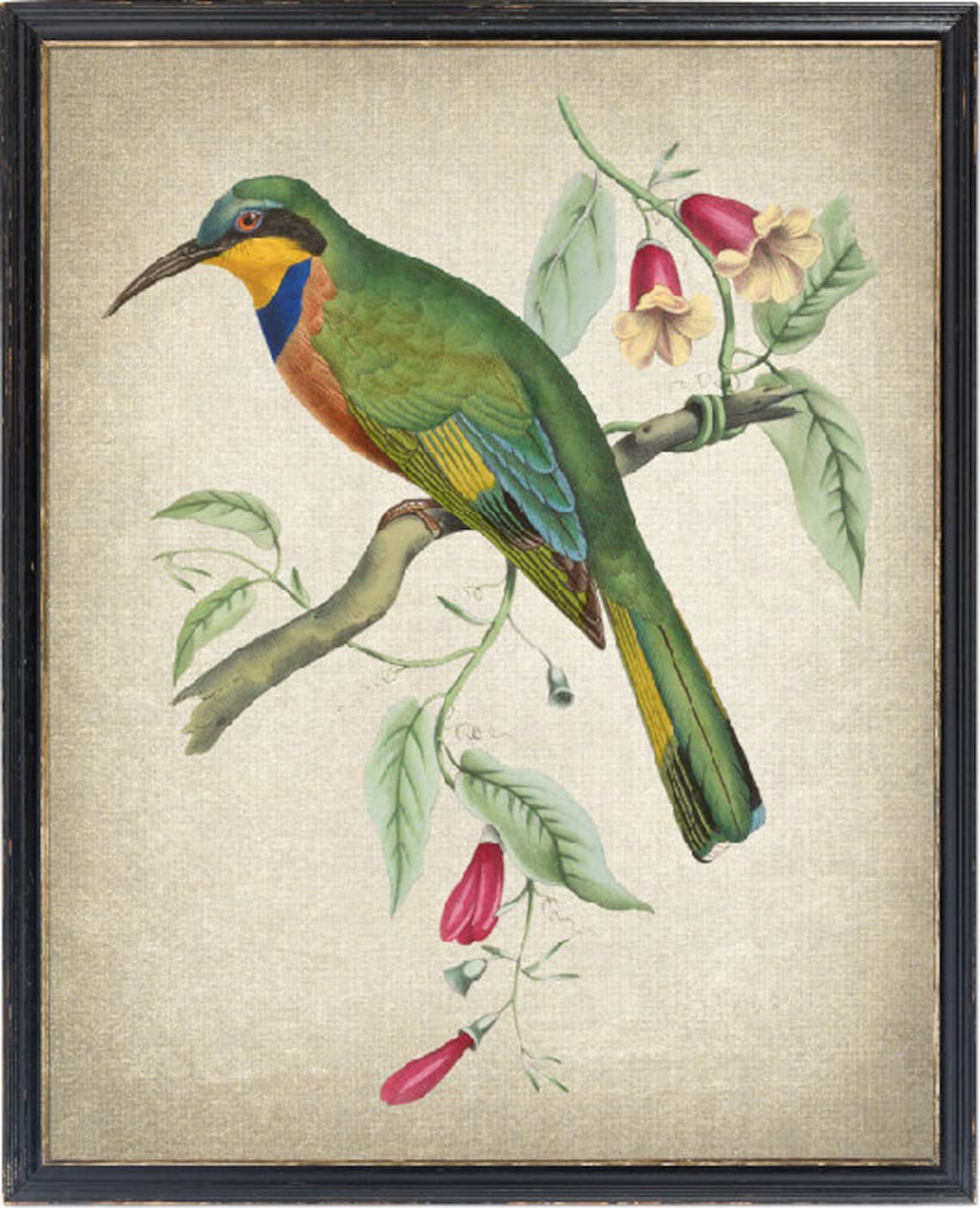 Vintage Bird And Botanical Art Print, Bee Eater