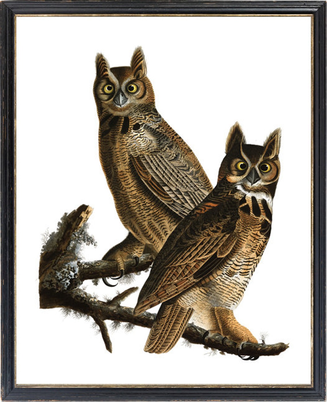 Great Horned Owls Audubon Style Vintage Bird Illustration Art Print - Image 3