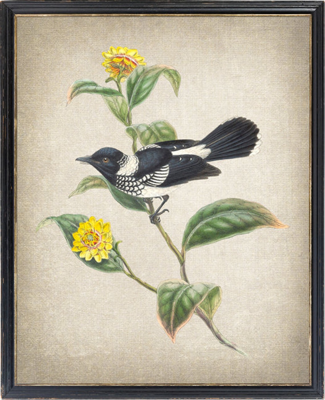 Black and White Flycatcher Bird Classic Antique Ornithology Poster