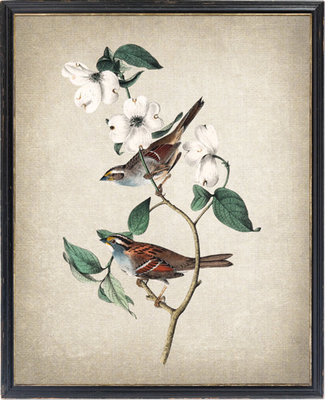 White Throated Sparrow Pair Dogwood Audubon Vintage Art Print