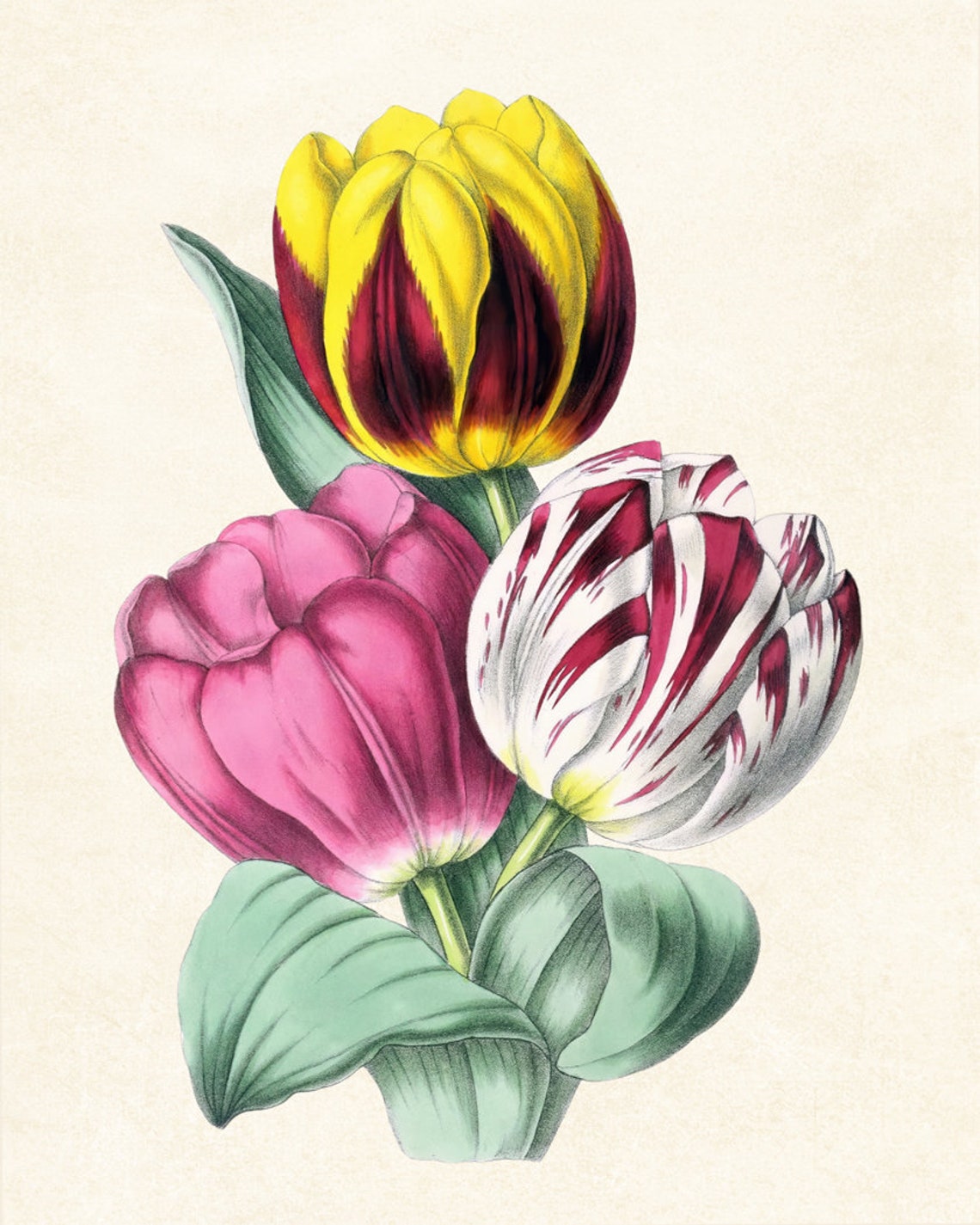 Trio of Colorful Spring Tulips Antique Botanical Flower Study Poster - Image 3