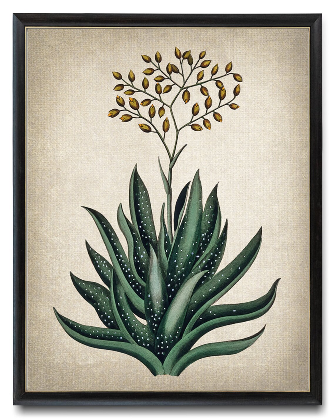 Flowering Aloe Succulent with Golden Buds Vintage Botanical Poster