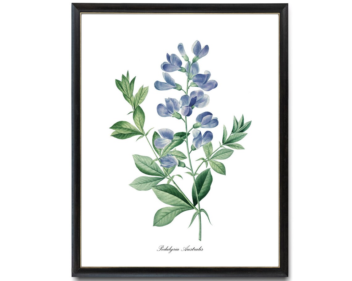Blue Wild Indigo Flowers, Vintage Botanical Art Print