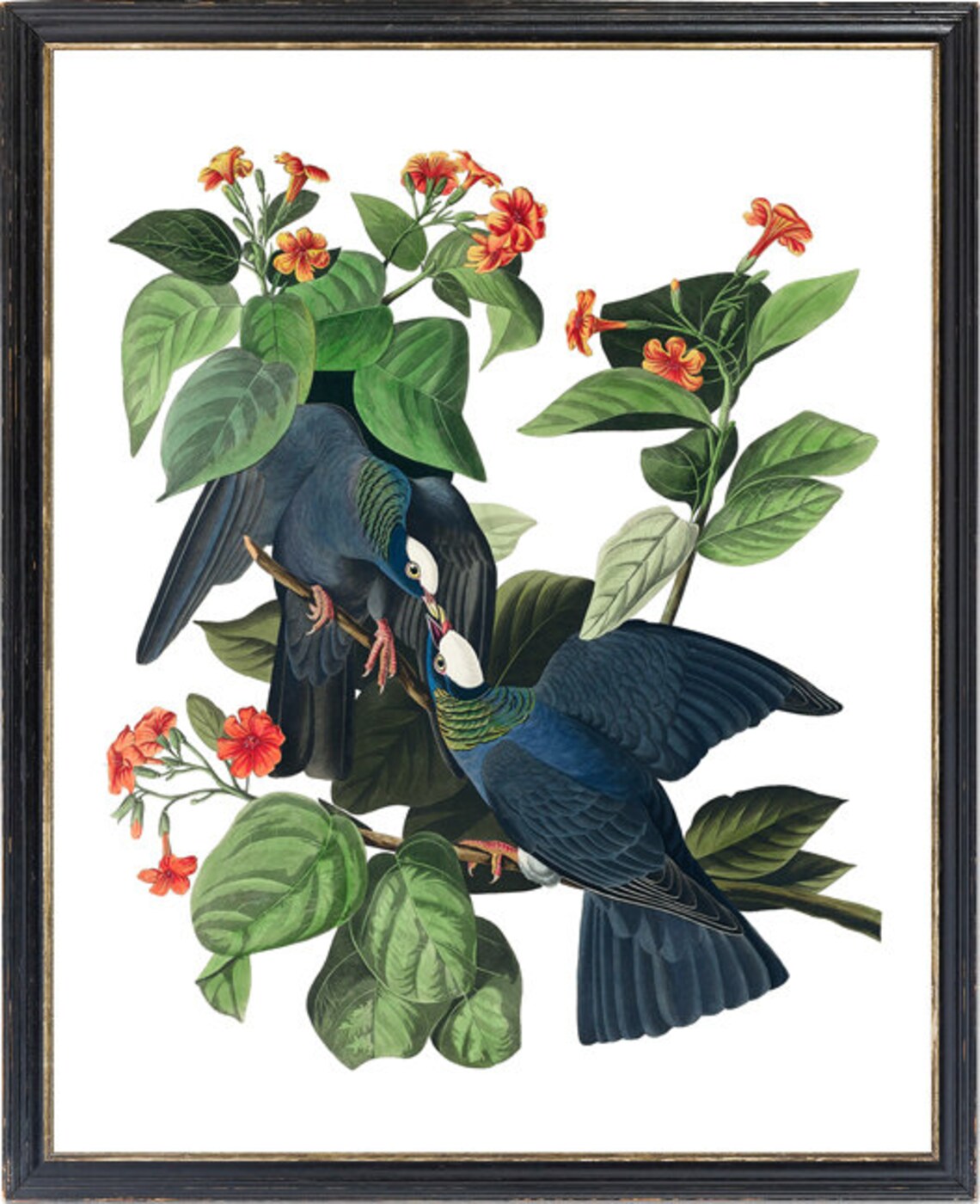 White-Crowned Pigeon Vintage Audubon Bird Print - Image 3