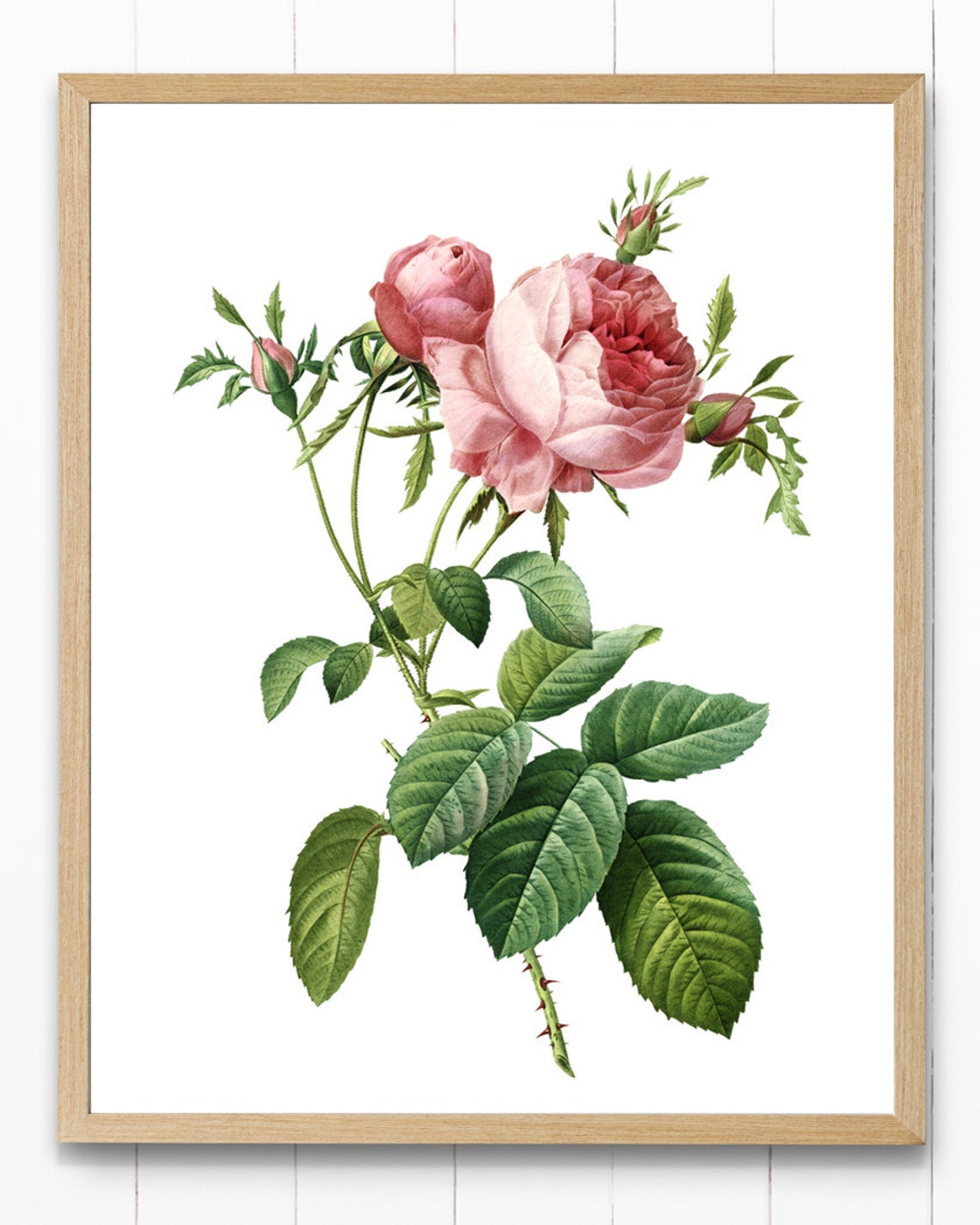 Pink Cabbage Rose and Buds Vintage Botanical Illustration Poster - Image 4