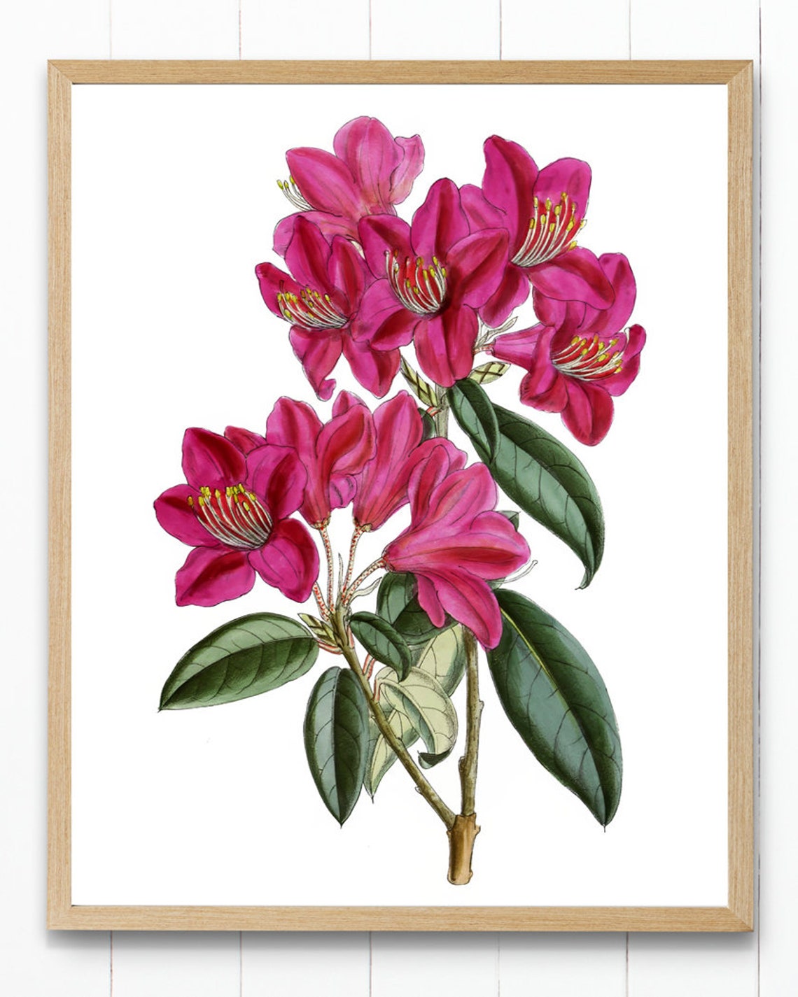 Pink Rhododendron Vintage Botanical Spring Flower Art Poster - Image 4