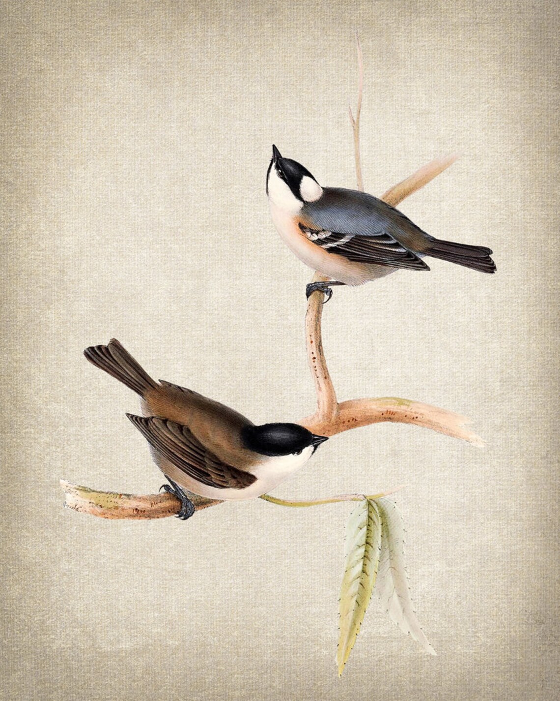 Tit Bird Pair On Branch Vintage Natural History Songbird Poster - Image 2