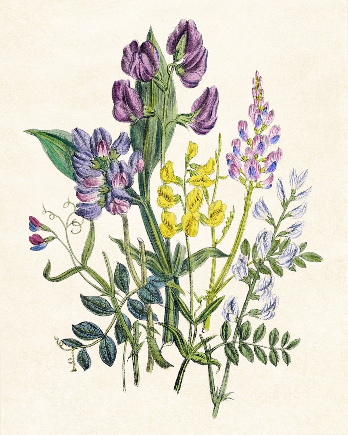 Meadow Pea Wildflowers Vintage Botanical Illustration Poster - Image 3