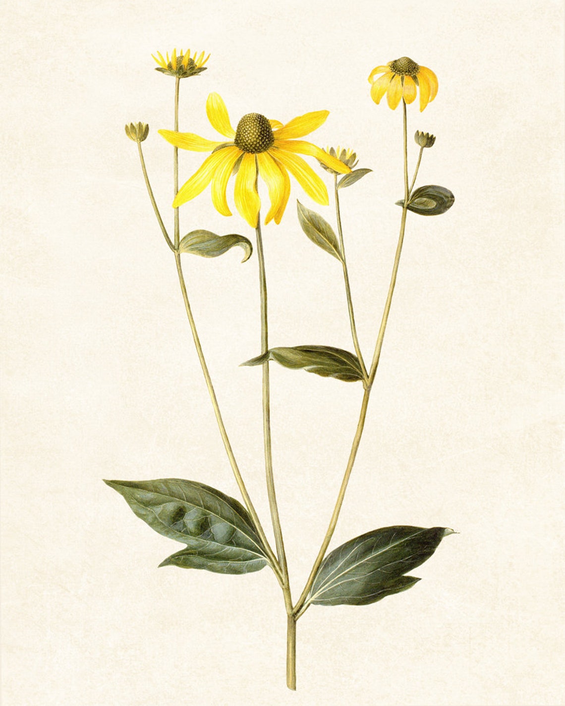 Yellow Leopards Bane Wildflowers Classic Vintage Botanical Poster - Image 3