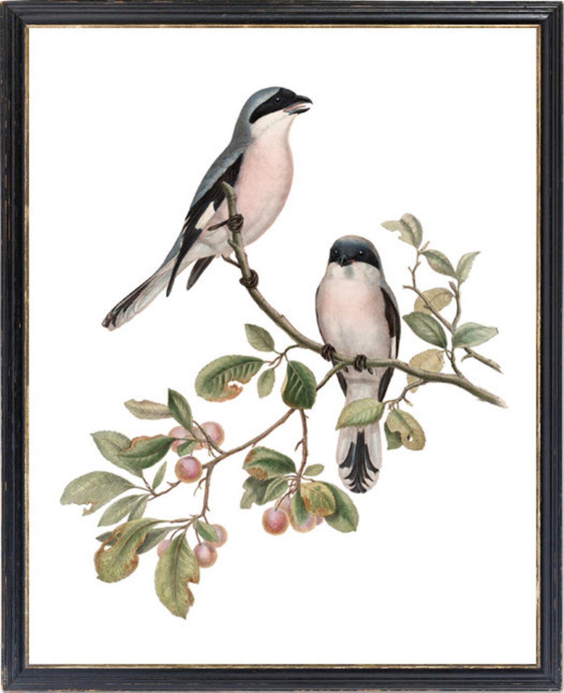 Rose-Breasted Shrike Antique Illustration Art Print - Image 3
