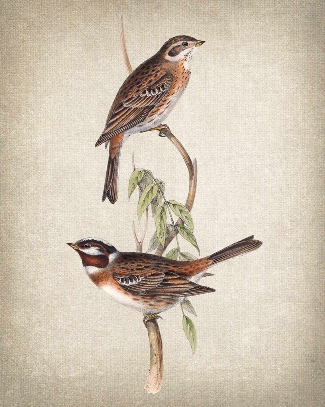 Chestnut and Brown Bunting Pair on Branch Vintage Bird Art Print - Image 2