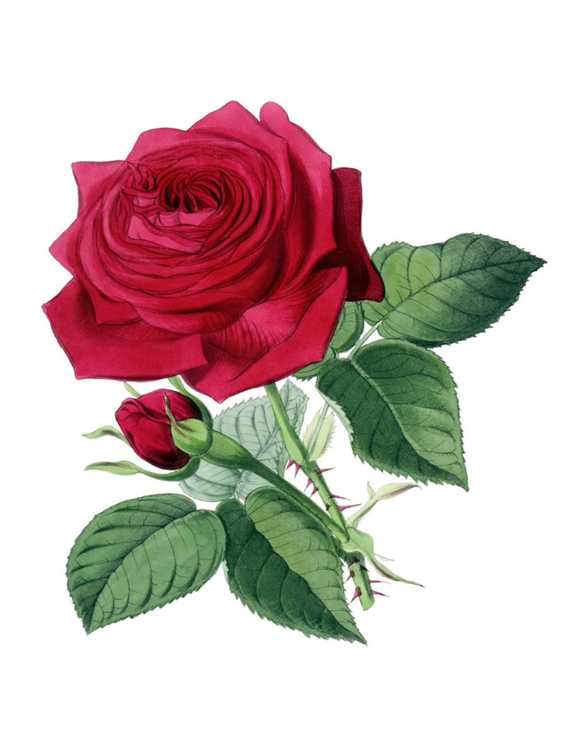 Deep Red Rose Bloom Grand Antique Botanical Illustration Study Poster - Image 2