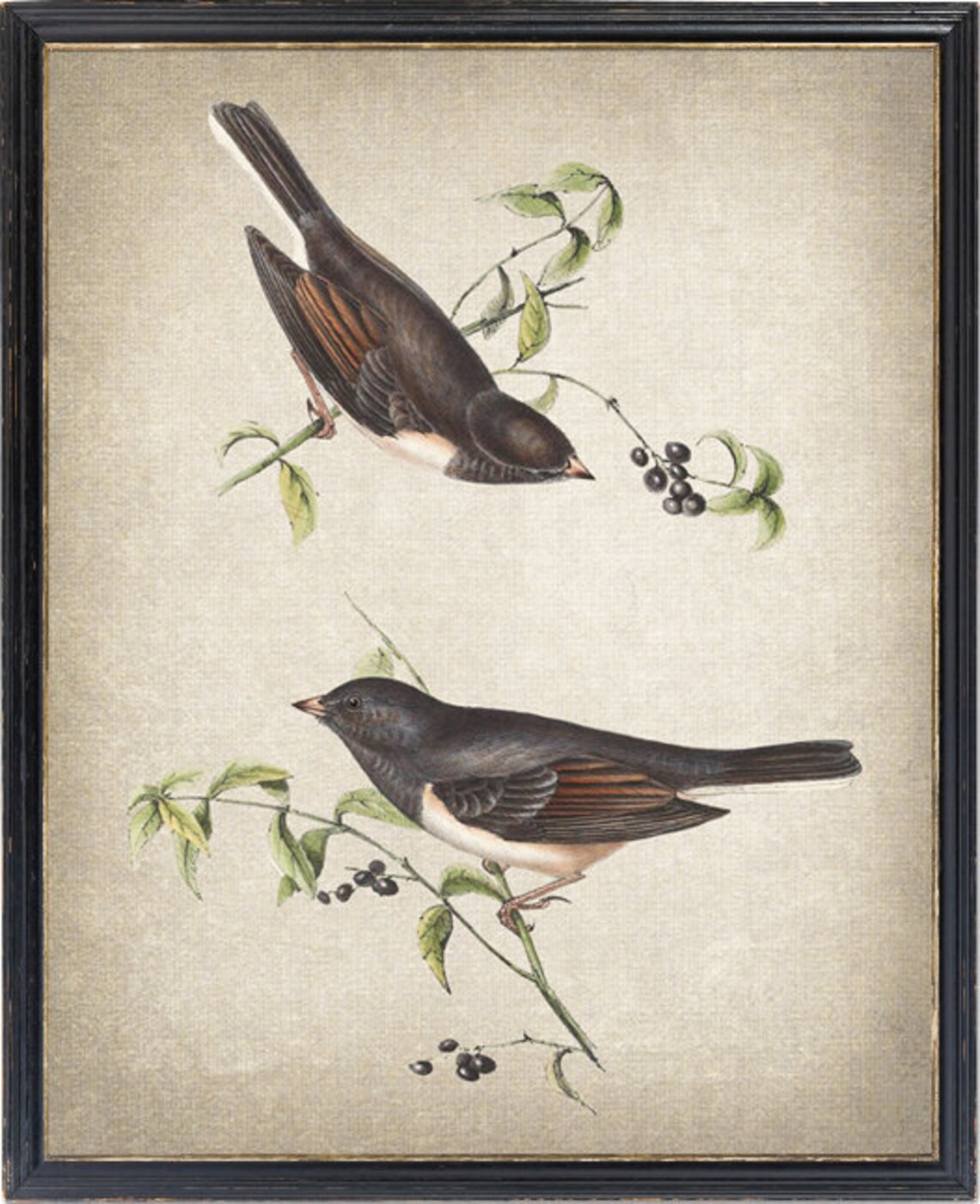 Winter Finch Vintage Illustration Art Print