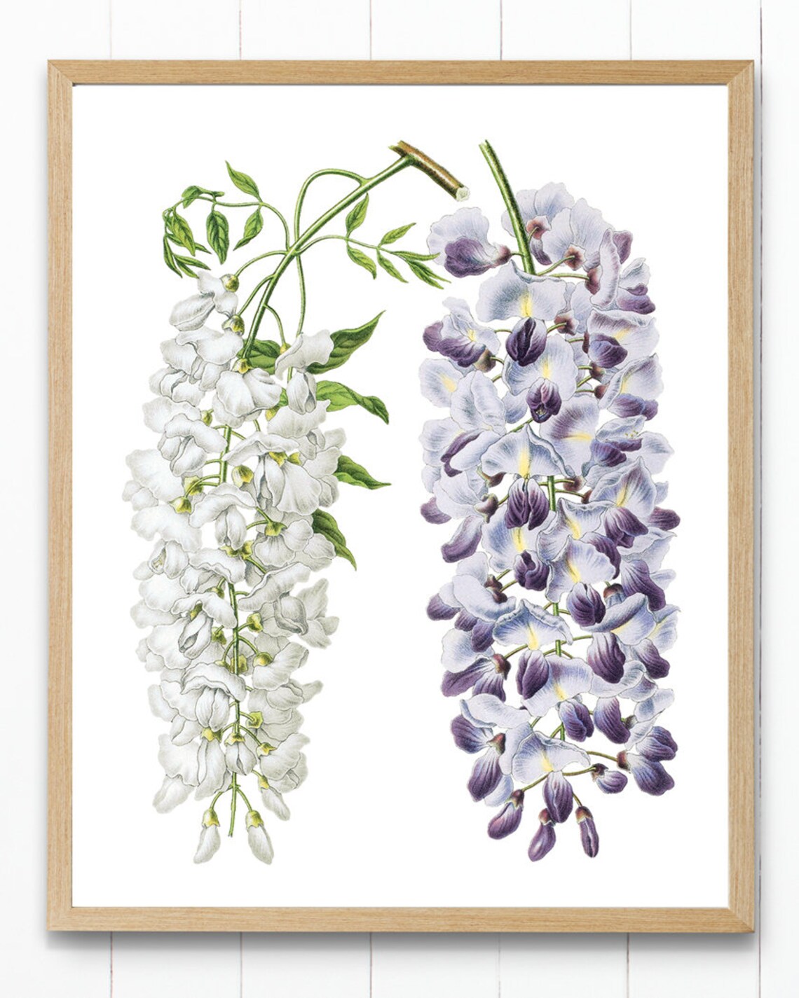 White And Purple Wisteria Vintage Botanical Floral Illustration Poster - Image 4