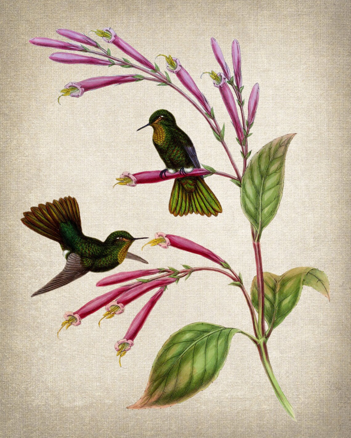 Vintage Green Hummingbird Pair Pink Trumpet Flower Art Poster - Image 2