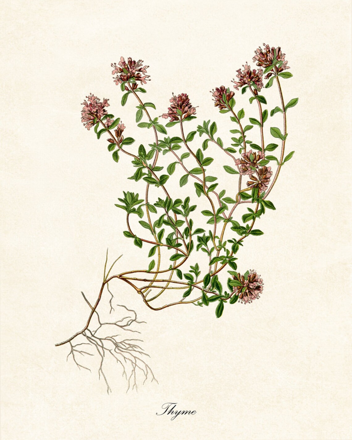 Thyme Flowering Herb Vintage Botanical Art Print - Image 2