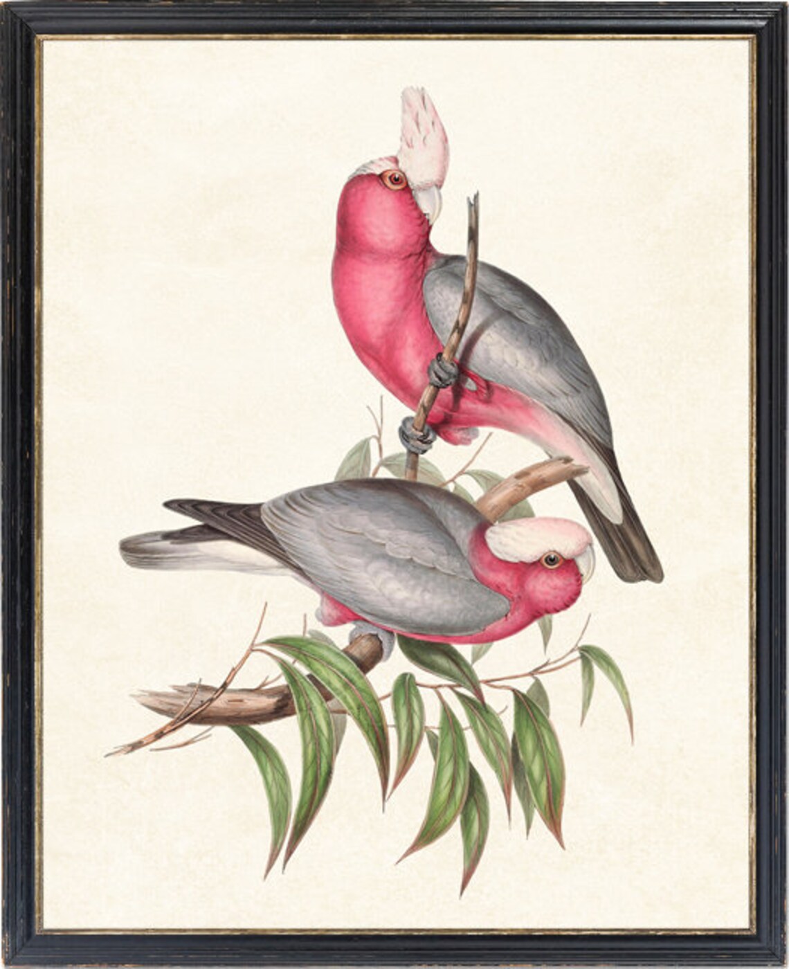 Rose-Breasted Cockatoo Vintage Parrot Art Print - Image 2