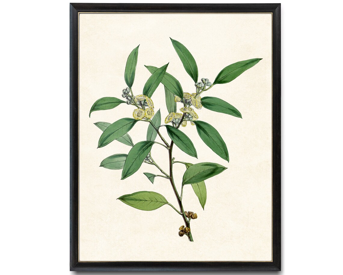 Eucalyptus Branch Yellow Blossoms Vintage Botanical Art Print - Image 4