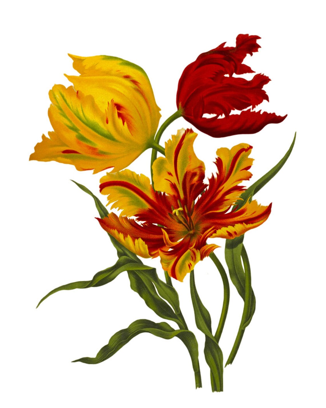 Parrot Tulips Vintage Flower Illustration Art Print - Image 2