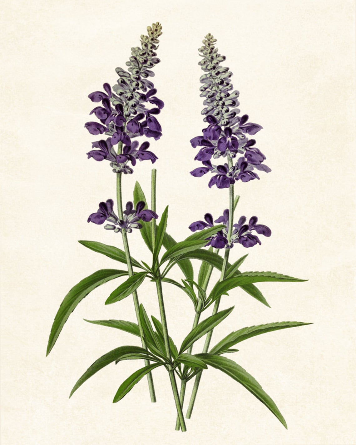 Detailed Purple Sage Vintage Botanical Floral Illustration Poster - Image 3