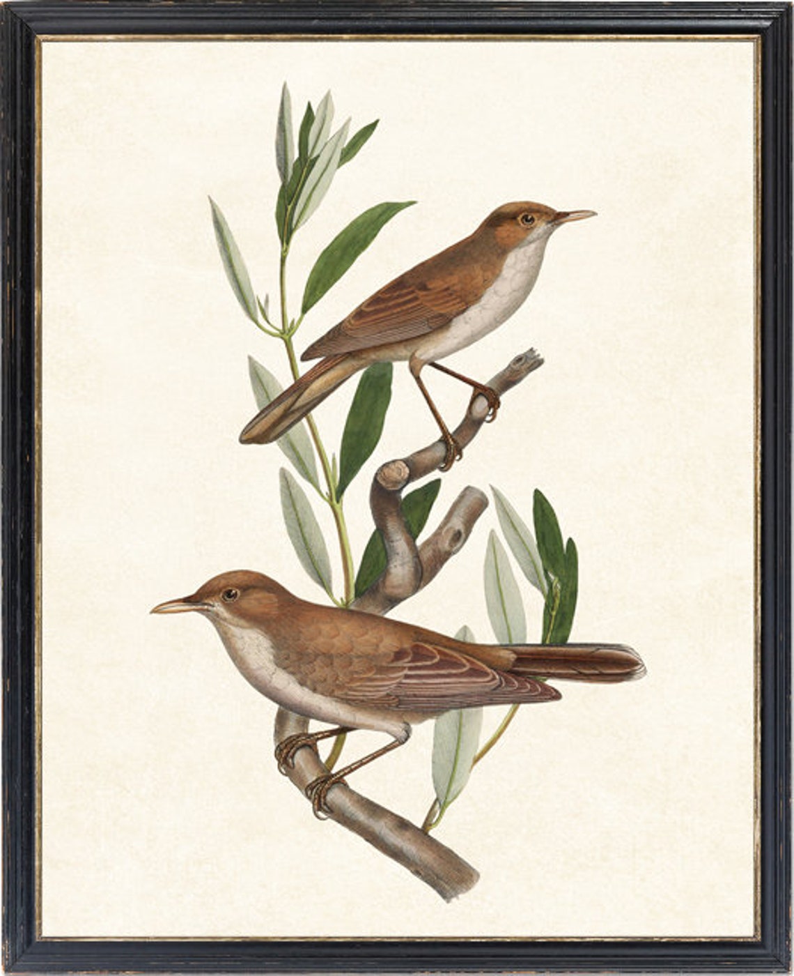 Two Brown Warbler Birds Antique Ornithology Illustration Poster - Image 2