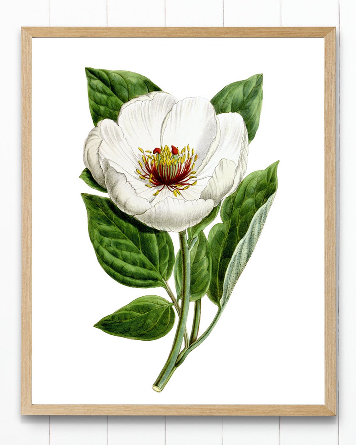 White Peony Bloom Red Stamens Vintage Botanical Illustration Poster - Image 2
