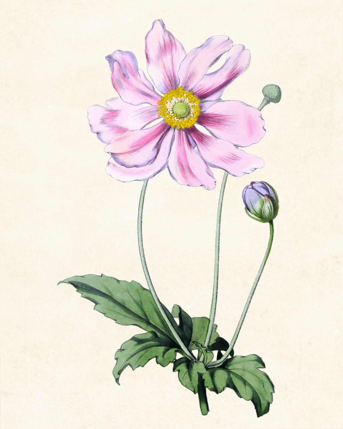Pink Japanese Anemone Vintage Botanical Illustration Flower Poster - Image 3