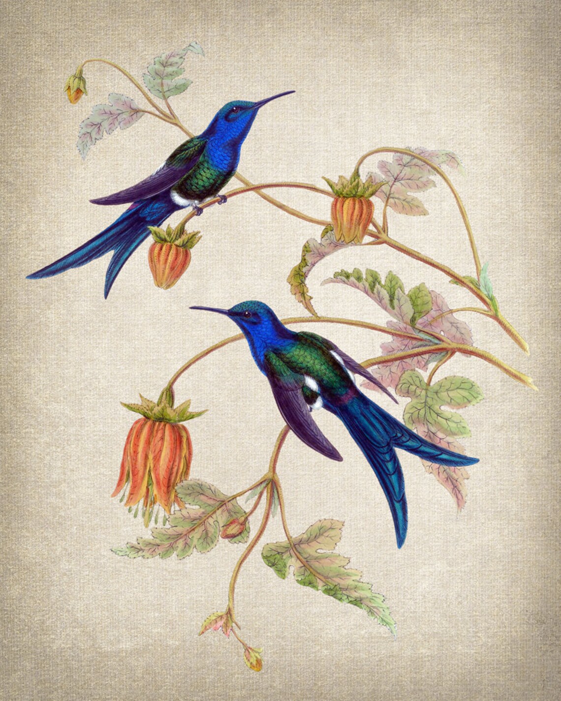 Hummingbird Art Western Swallowtail Vintage Illustration - Image 2