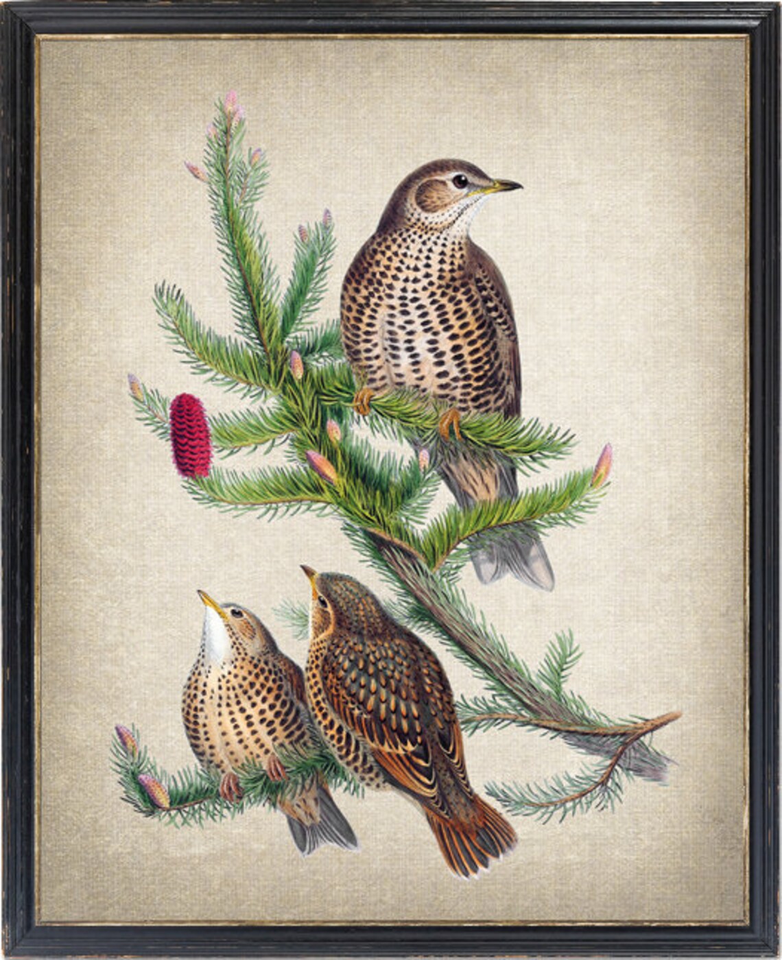 Spotted Thrush Trio On Pine Branch Vintage Natural History Bird Poster